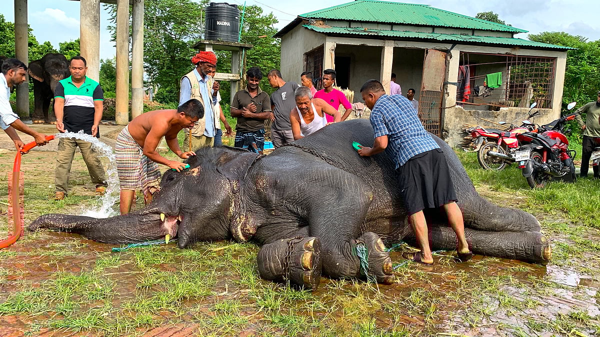 মারধরের শিকার হাতিকে হাতিশালায় নেওয়ার পরপরই গা এলিয়ে দেয়। মাহুতরা তাকে গোসল করায়। শনিবার বেলা সাড়ে তিনটার দিকে গাজীপুরের শ্রীপুরের বঙ্গবন্ধু শেখ মুজিব সাফারি পার্কে